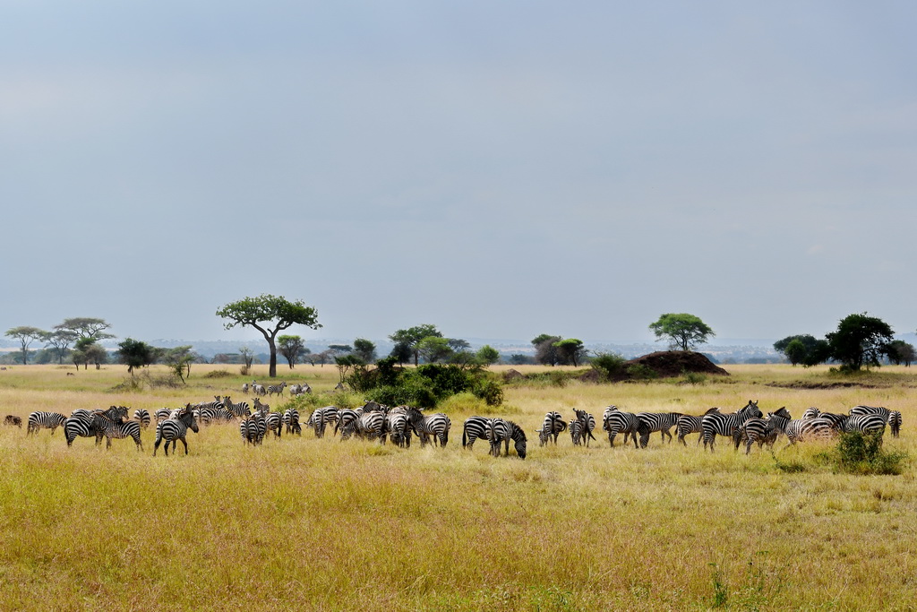 Serengeti Western Corridor